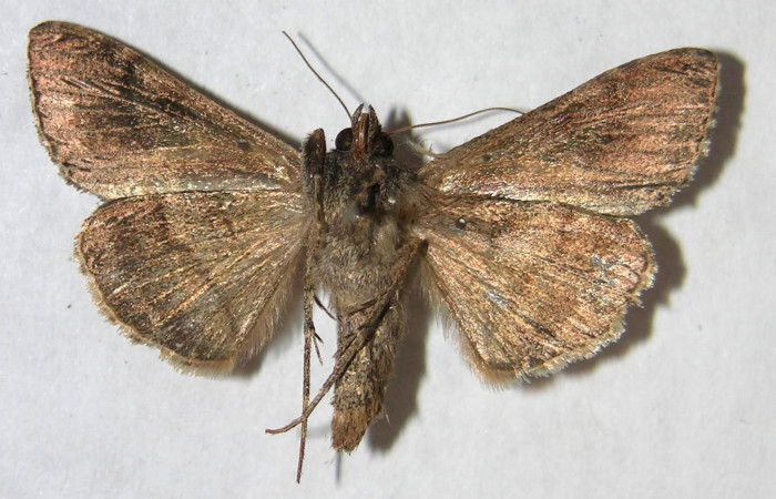 Fig.4 Vista ventral macho, <i>Chrysodeixis includens</i></i> (Noctuidae). Eclosionó, 25 de Enero 2007 Sector Buenos Aires, Finca tomate 360mts. (07-SRNP-221-DHJ366047.jpg.)