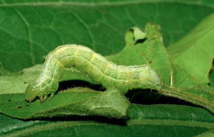 Fig.5 Vista lateral , <i>Chrysodeixis includens</i></i> (Noctuidae). se colecto, 15 de Marzo 2006 Sector Mundo Nuevo, Vado Miramonte 305mts. (06-SRNP-55685-DHJ417656.jpg)