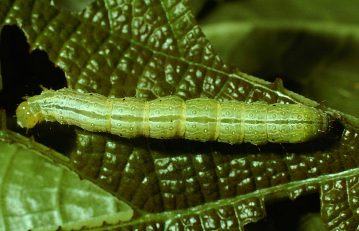 Fig.6 Vista dorsal, <i>Chrysodeixis includens</i></i> (Noctuidae). se colectó, 01 de Octubre 2001 Sector San Cristóbal,Sendero corredor 620mts. (01-SRNP-3528-DHJ61711.jpg)