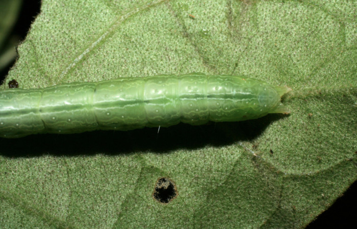 Fig.7 Vista cola, <i>Chrysodeixis includens</i></i> (Noctuidae). se colectó, 01 de Febrero 2006 Sector Pitilla,Loaiciga 445mts. (06-SRNP-30584-DHJ412263.jpg)