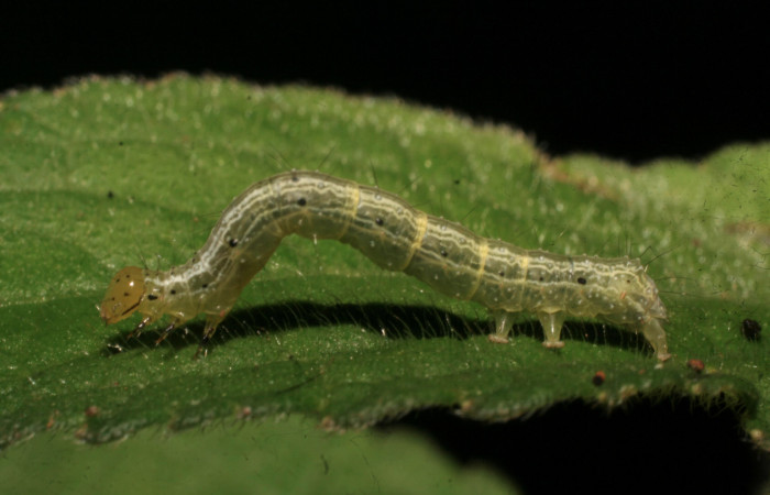 Fig.8 Vista lateral en penultimo estadio, <i>Chrysodeixis includens</i></i> (Noctuidae). se colecto, 03 de Agosto 2009, Sector Rincon Rain Forest, Finca Aurita 460mts, (09-SRNP-40294-DHJ452202.jpg).