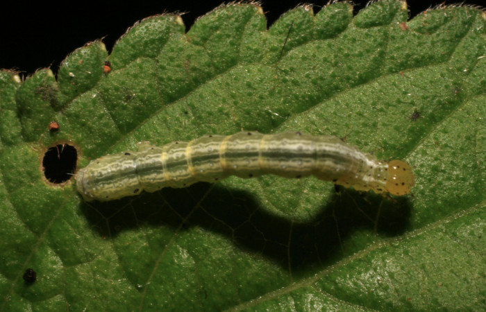 Fig.9 Vista dorsal en penultimo estadio <i>Chrysodeixis includens</i></i> (Noctuidae), se colecto, 03 de Agosto 2009, Sector Rincon Rain Forest, Finca Aurita 460mts, (09-SRNP-40294-DHJ452203.jpg).