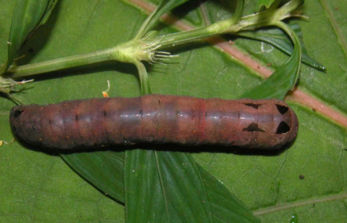 Figura 12. <i>Spodoptera androgea</i></i> (Noctuidae). Último estadio. Parte dorsal. Voucher: 04-SRNP-56330-DHJ400254.jpg.