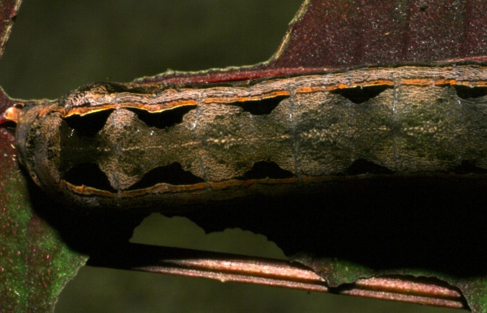 Figura 10. <i>Spodoptera androgea</i></i> (Noctuidae). Último estadio. Vista dorsal. Voucher: 05-SRNP-4332-DHJ402815.jpg.