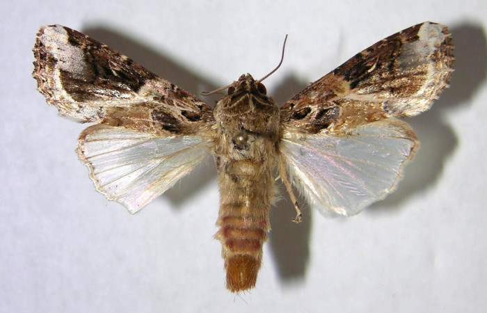 Figura 2. Adulto de <i>Spodoptera androgea</i></i> (Noctuidae). Vista dorsal. Voucher: 06-SRNP-6863-DHJ364894.