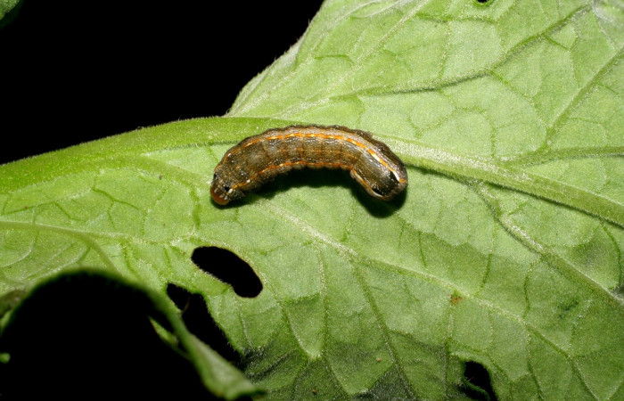 Figura 3.Larva de <i>Spodoptera latifascia</i></i> (Noctuidae) en planta de tomate <i>Solanum lycopersicum</i></i> (Solanaceae). Vista dorsal. Voucher: 07-SRNP-141-DHJ419279.jpg.