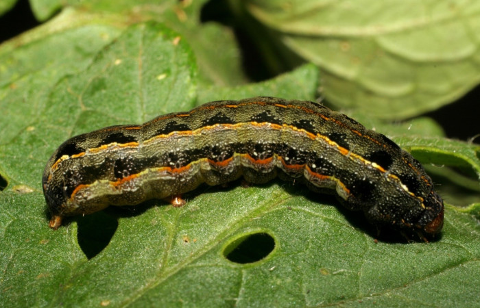 Figura 5. <i>Spodoptera latifascia</i></i> (Noctuidae). Vista dorsal. Voucher:07-SRNP-347-DHJ418385.jpg.