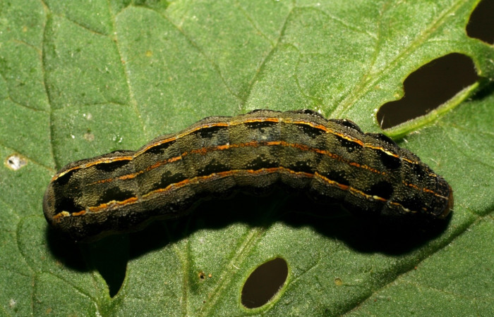 Figura 6. <i>Spodoptera latifascia</i></i> (Noctuidae). Vista dorsal. Voucher:07-SRNP-347-DHJ418386.jpg.
