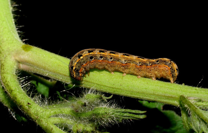 Figura 4. Larva de <i>Spodoptera latifascia</i></i> (Noctuidae) en planta de tomate <i>Solanum lycopersicum</i></i> (Solanaceae).Vista lateral. Voucher: 07-SRNP-80-DHJ419235.jpg.