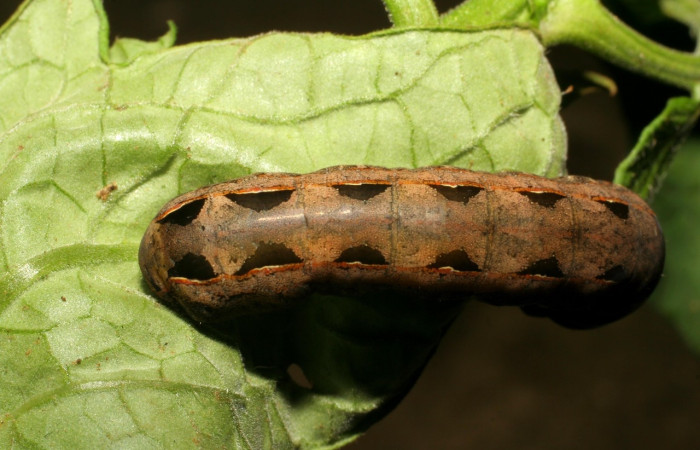 Figura 8. <i>Spodoptera latifascia</i></i> (Noctuidae). Último estadio. Parte dorsal. Voucher: 07-SRNP-82-DHJ418197.jpg.
