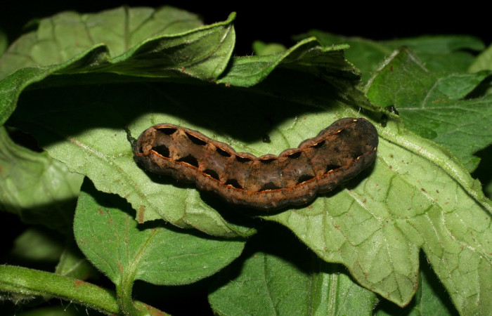 Figura 7. <i>Spodoptera latifascia</i></i> (Noctuidae). Último. Parte dorsal. Voucher: 07-SRNP-82-DHJ419241.jpg.