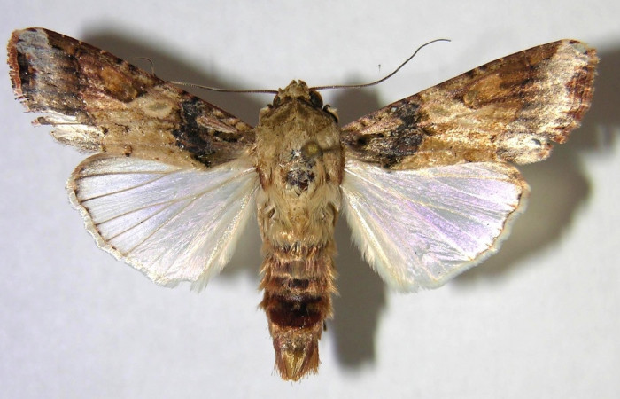 Figura 15. Adulto de <i>Spodoptera latifascia</i></i> (Noctuidae). Vista dorsal. Voucher: 07-SRNP-832-DHJ372434.