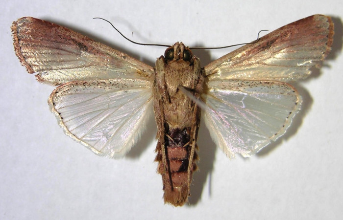 Figura 16. Adulto de <i>Spodoptera latifascia</i></i> (Noctuidae). Vista ventral. Voucher: 07-SRNP-832-DHJ372435.