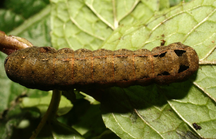 Figura 11. <i>Spodoptera latifascia</i></i> (Noctuidae). Último estadio. Parte dorsal. Voucher:10-SRNP-35495-DHJ477433.jpg.