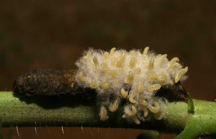 Figura 13. Larvas de <i>Cotesia scotti</i></i> (Braconidae) saliendo del cuerpo de <i>Spodoptera latifascia</i></i> (Noctuidae). Penúltimo estadio. Parte dorsal. Voucher: 14-SRNP-80113-DHJ714092.jpg.