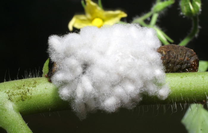 Figura 14. <i>Spodoptera latifascia</i></i> (Noctuidae) cubierta por un capullos de microavispas de <i>Cotesia scotti</i></i> (Braconidae). Parte dorsal. Voucher:14-SRNP-80113-DHJ714094.jpg.