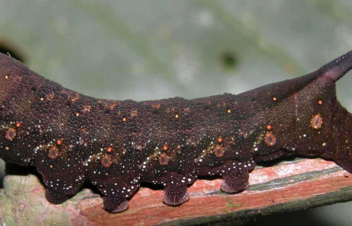 Fig. 03. Larva de <i>Xylophanes cyrene</i></i>, último estadío, vista lateral, 50mm de longitud. Voucher: 03-SRNP-20005-DHJ90016.jpg.