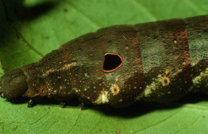 Fig.04. Larva de <i>Xylophanes cyrene</i></i>, último estadío, vista lateral del torax, 88mm de longitud. Voucher: 97-SRNP-1308-DHJ41291.jpg.