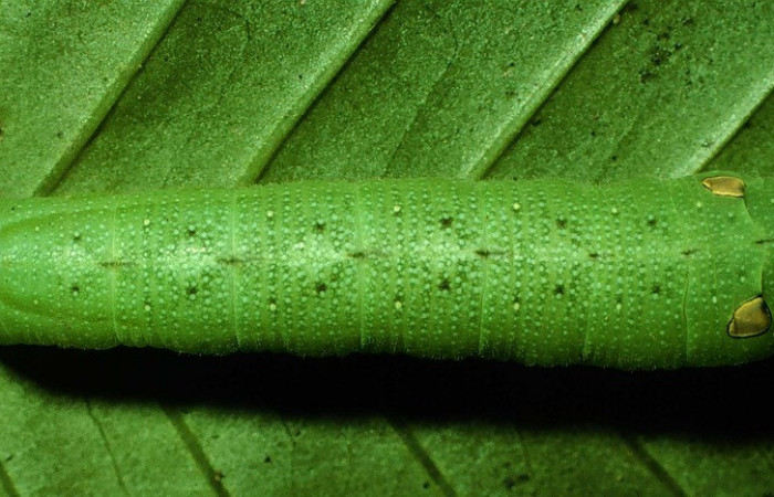 Fig.05. Larva de <i>Xylophanes cyrene</i></i>, penúltimo estadío, vista dorsal, 40mm de longitud. Voucher: 97-SRNP-1308-DHJ41285.jpg.