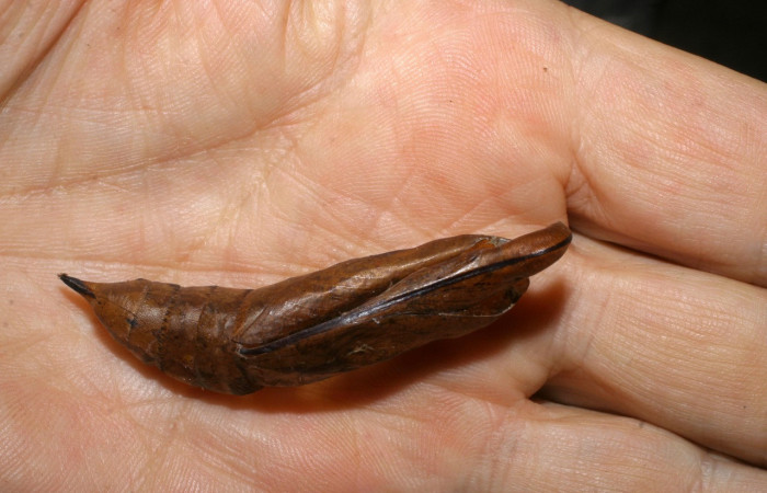 Fig.06. Muda pupa de <i>Xylophanes belti</i></i>, vista ventral, 62mm de longitud. Voucher: 06-SRNP-36181-DHJ447788.jpg.