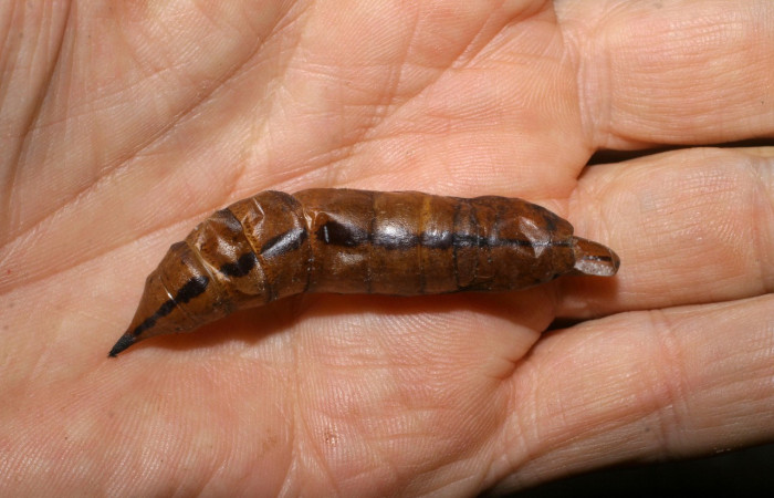 Fig.07. Muda pupa de <i>Xylophanes belti</i></i>, vista dorsal, 62mm de longitud. Voucher: 06-SRNP-36181-DHJ447789.jpg.