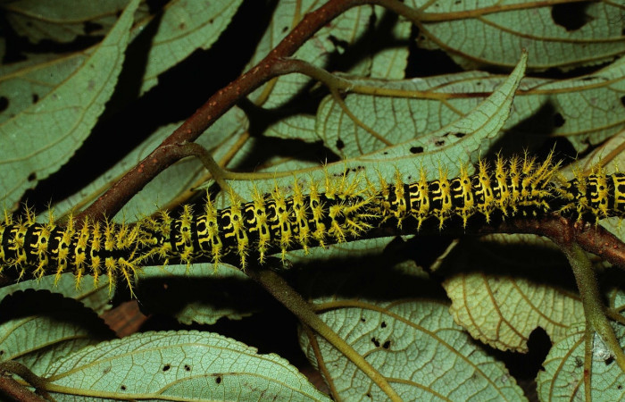 Fig. 10 Larva <i>Molippa simillima[/I] (Saturniidae), en grupo mide 48mm. Sendero Maritza, Sector Cacao, 760m. 01-SRNP-21236-DHJ62288.jpg