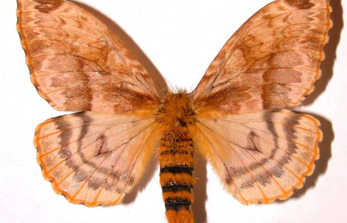 Fig. 11 Adulto <i>Molippa nibasa</i></i> (Saturniidae), mide 95mm. Area Administrativa, Sector Santa Rosa, 295m. 95-SRNP-4559.16-DHJ36364.jpg 