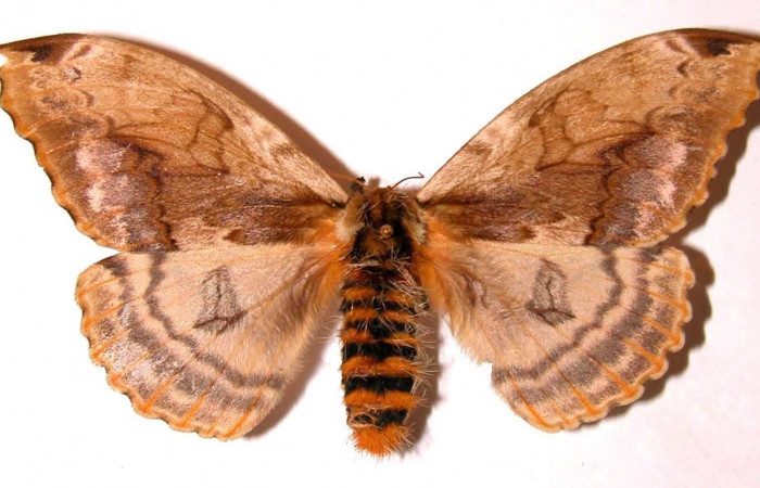  Fig. 12 Adulto [I]Molippa simillima</i> (Saturniidae), hembra vista lateral mide 95mm.Sendero Maritza, Sector Cacao, 760m.01-SRNP-21258-DHJ35878
