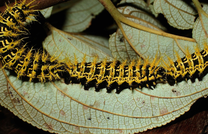 Fig. 3 Larva <i>Molippa simillima</i></i>(Saturniidae), en grupo, mide 48mm. Sendero Maritza, Sector Cacao, 760m. 01-SRNP-21236-DHJ62286.jpg