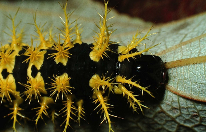 Fig. 3 Larva <i>Molippa simillima</i></i>(Saturniidae), en grupo, mide 48mm. Sendero Maritza, Sector Cacao, 760m. 01-SRNP-21236-DHJ62285.jpg