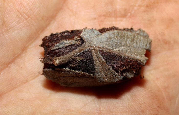 Fig. 5 Capullo <i>Molippa simillima</i></i> (Saturniidae). Sendero Maritza, Sector Cacao, 760m. 10-SRNP-36767-DHJ498238.jpg