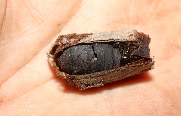 Fig. 5 Capullo <i>Molippa simillima</i></i> (Saturniidae). Sendero Maritza, Sector Cacao, 760m. 10-SRNP-36767-DHJ498240.jpg