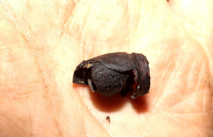 Fig. 7 Puparia <i>Molippa simillima</i></i> (Saturniidae). Sendero Maritza, Sector Cacao, 760m. 10-SRNP-36767-DHJ498241.jpg