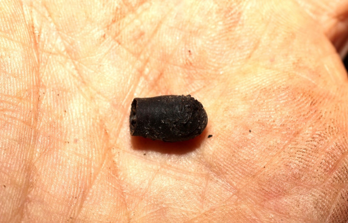 Fig. 7 Puparia <i>Molippa simillima</i></i> (Saturniidae). Sendero Maritza, Sector Cacao, 760m. 10-SRNP-36767-DHJ498242.jpg