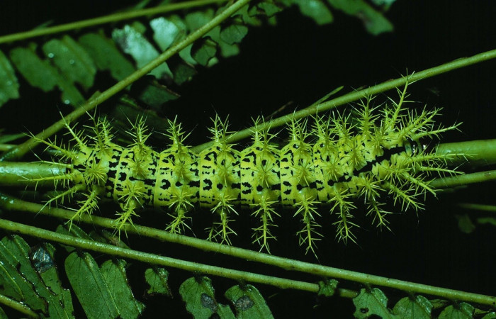 Fig. 9 Larva <i>Molippa nibasa</i></i> (Saturniidae), mide 48mm. Area Administrativa, Sector Santa Rosa, 295m. 84-SRNP-1621-DHJ8485.jpg