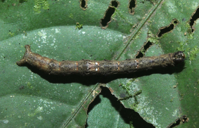  Larva en posición dorsal de <i>Opisthoxia amabilis</i></i> (Geometridae), U estadio. Sector Pitilla, Estación Quica, Cerro Campana. Voucher 16-SRNP-70915-DHJ733022.jpg.