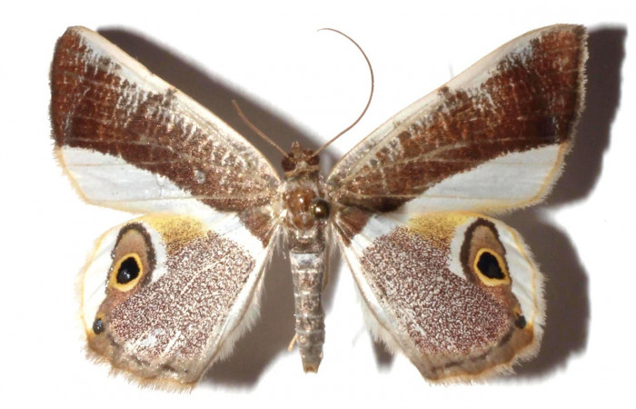  Adulto en posición dorsal de <i>Opisthoxia cluana</i></i> (Geometridae). Sector Santa Maria, Sendero Fosa. Voucher  17-SRNP-35380-DHJ931200.