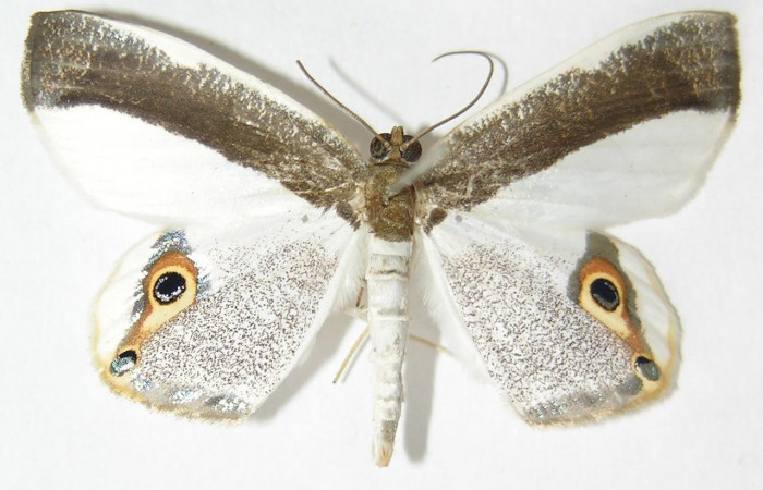 Adulto en posición dorsal de <i>Opisthoxia</i></i> amabilisDHJ01 (Geometridae). Sector Pitilla, Leonel. Voucher  09-SRNP-71205-DHJ521316.