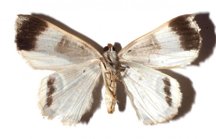  Adulto en posición ventral de <i>Opisthoxia amabilis</i></i> (Geometridae). Sector SantaMaria, Sendero FOSA. Voucher  17-SRNP-35384-DHJ931199.