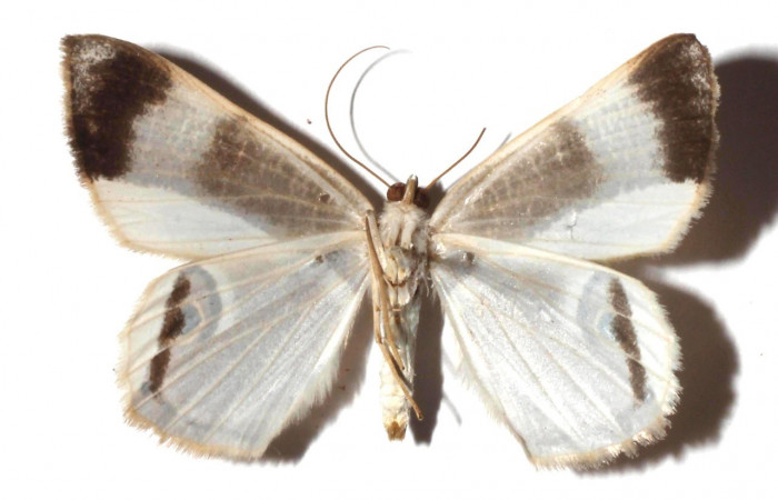  Adulto en posición ventral de <i>Opisthoxia cluana</i></i> (Geometridae). Sector Santa María, Sendero Fosa. Voucher  17-SRNP-35380-DHJ931201.