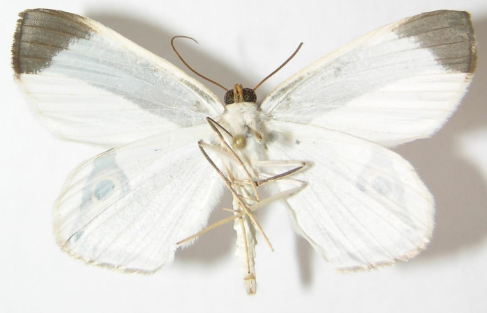  Adulto en posición ventral de <i>Opisthoxia</i></i> amabilisDHJ01 (Geometridae). Sector Pitilla, Leonel. Voucher  09-SRNP-71205-DHJ521317.