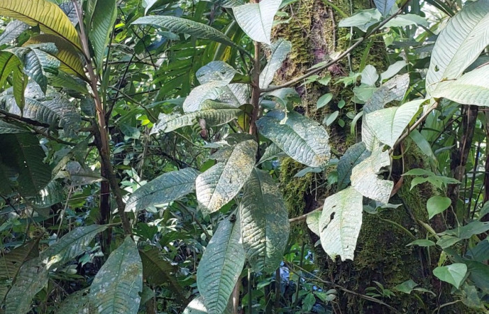  <i>Ardisia auritculata</i></i> (Primulaceae), planta hospedera de <i>Opisthoxia amabilis</i></i> (Geometridae). Sector San Cristóbal, Sendero Perdido. Foto, Elda Araya, 18 Enero 2023.
