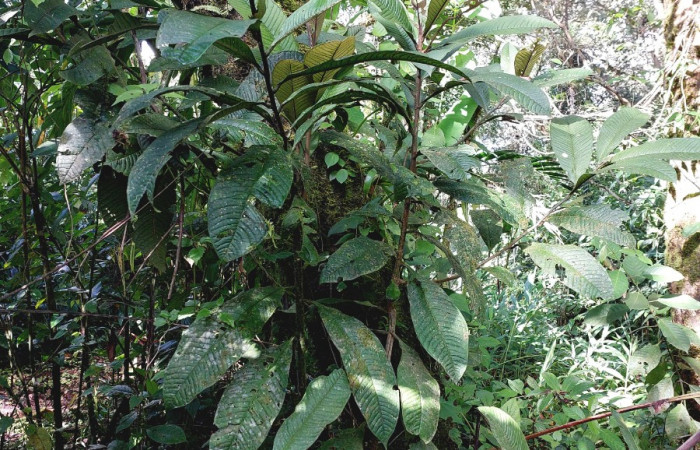  <i>Ardisia auritculata</i></i> (Primulaceae), planta hospedera de <i>Opisthoxia amabilis</i></i> (Geometridae). Sector San Cristóbal, Sendero Perdido. Foto, Elda Araya, 18 Enero 2023.
