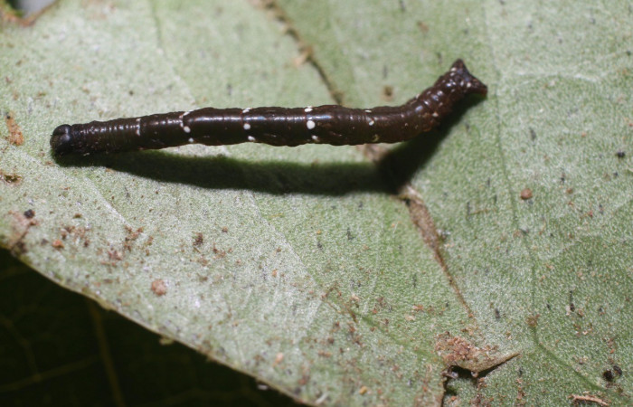  Larva en posición dorsal de <i>Opisthoxia</i></i> amabilisDHJ01 (Geometridae), PPU estadio. Sector San Cristóbal, Sendero Perdido. Voucher 18-SRNP-2608-DHJ705828.jpg.