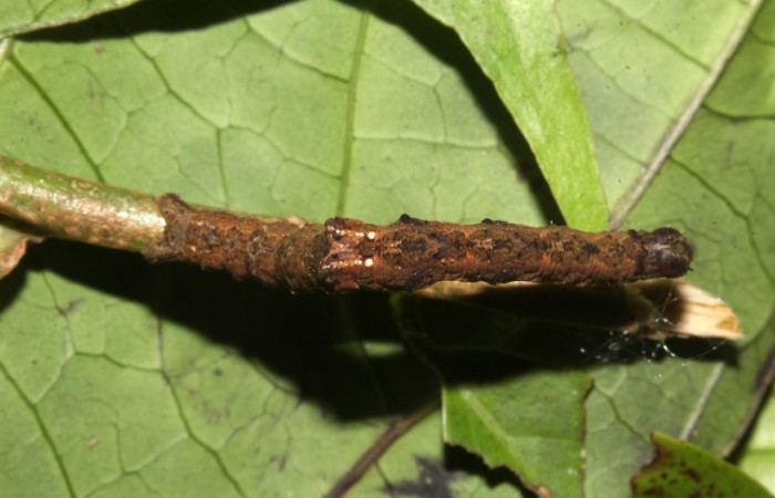  Larva en posición dorsal de <i>Opisthoxia</i></i> amabilisDHJ01 (Geometridae), PU estadio. Sector Pitilla, Sendero Memos. Voucher 18-SRNP-31188-DHJ745100.jpg.