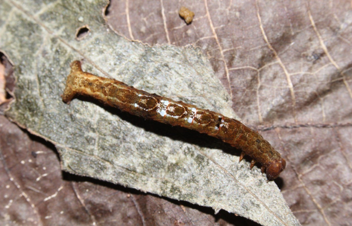  Larva en posición dorsal de <i>Opisthoxia amabilis</i></i>Figura 3. Larva en posición dorsal de Opisthoxia amabilisDHJ01 (Geometridae), PU estadio. Sector Pitilla, Sendero Memos. Voucher 18-SRNP-31188-DHJ745100.jpg. (Geometridae), PU estadio. Sector Pitilla, Sendero Memos. Voucher 17-SRNP-31994-DHJ739876.jpg.