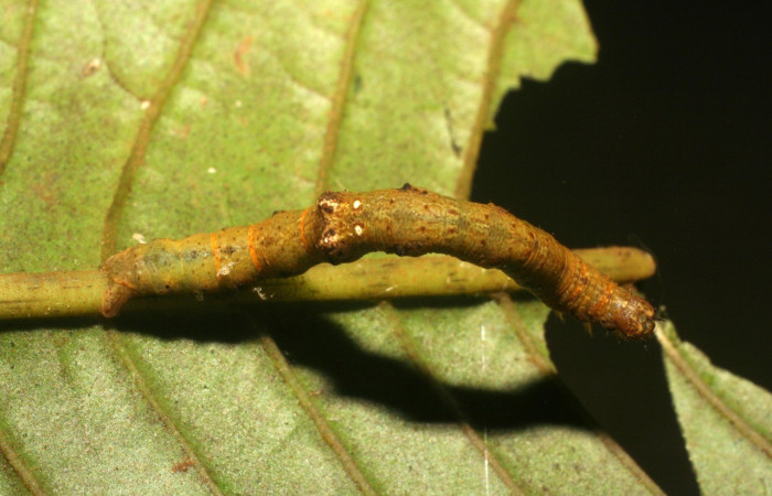  Larva en posición dorsal de <i>Opisthoxia</i></i> amabilisDHJ02 (Geometridae), U estadio. Sector San Cristóbal, Finca San Gabriel. Voucher 06-SRNP-5215-DHJ410988.jpg.