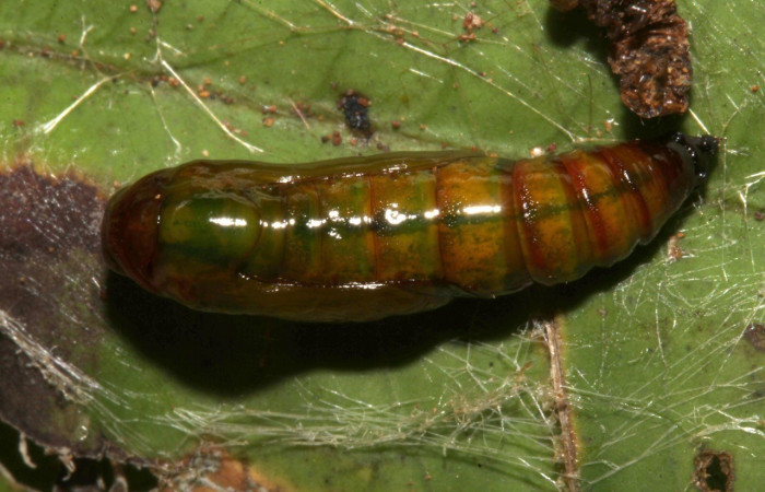  Pupa en posición dorsal de <i>Opisthoxia</i></i> amabilisDHJ01 (Geometridae), PU estadio. Sector Pitilla, Sendero Cuestona. Voucher 18-SRNP-31811-DHJ747853.jpg.