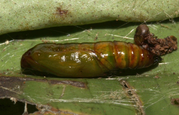  Pupa en posición lateral de <i>Opisthoxia</i></i> amabilisDHJ01 (Geometridae), PU estadio. Sector Pitilla, Sendero Cuestona. Voucher 18-SRNP-31811-DHJ747852.jpg.