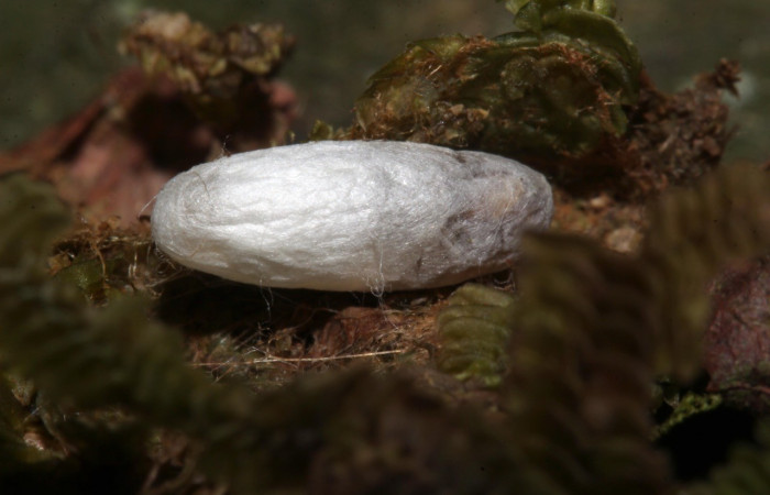  Capullo de parásito bracJanzen01 Janzen01, parásito de la familia Braconidae en <i>Opisthoxia amabilis</i></i> (Geometridae). Sector Pitilla, Sendero Laguna. Voucher 19-SRNP-31456-DHJ766470.jpg.